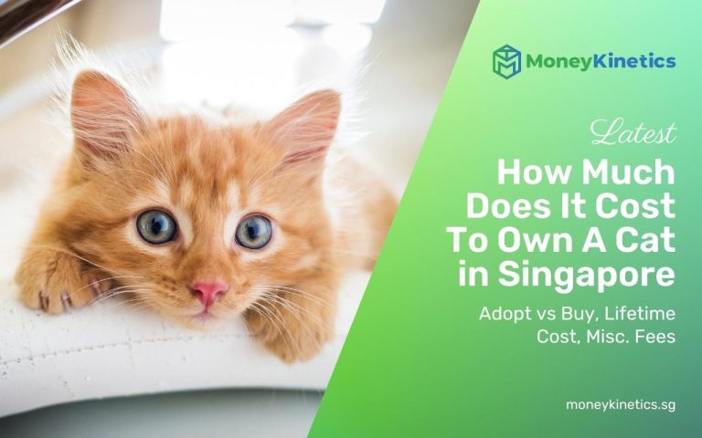 How Much Does It Cost To Own A Cat in Singapore 2024 – Adopt vs Buy, Lifetime Cost, Misc. Fees