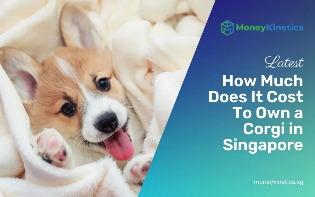 How Much Does It Cost To Own a Corgi in Singapore (2024 Price Guide)