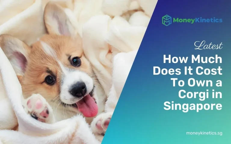 How Much Does It Cost To Own a Corgi in Singapore (2024 Price Guide)